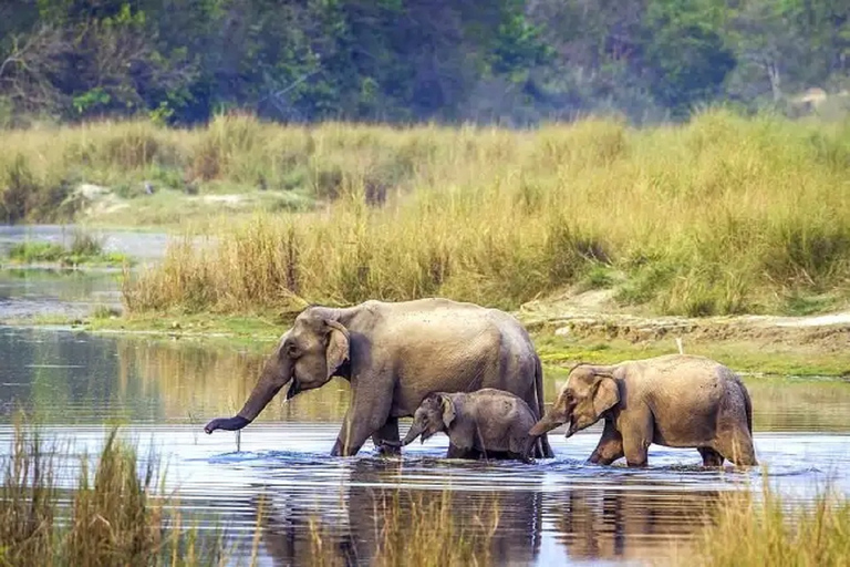 Desde Katmandú: Excursión de 3 días al Parque Nacional de Chitwan