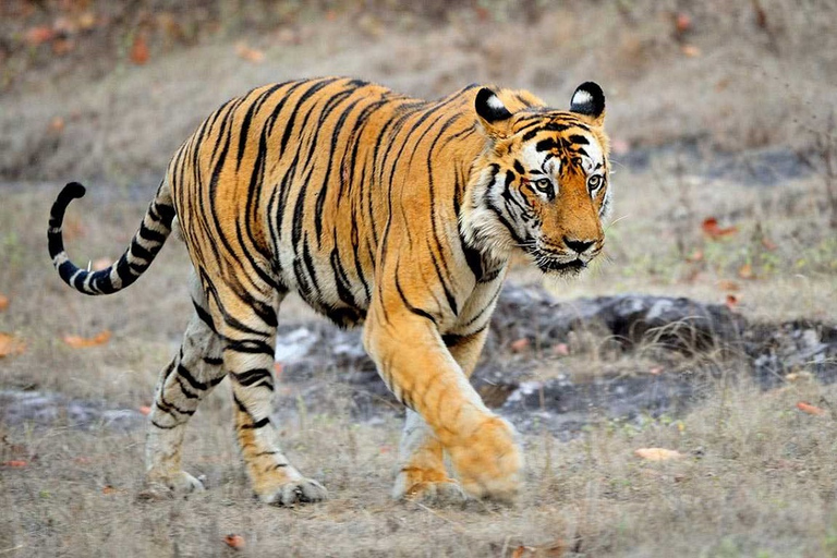 Au départ de Katmandou : visite de 3 jours du parc national de ChitwanAu départ de Katmandou : Circuit de 3 jours dans le parc national de Chitwan