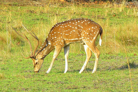 Z Katmandu: 3-dniowa wycieczka do Parku Narodowego Chitwan