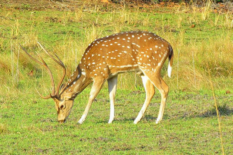 Z Katmandu: 3-dniowa wycieczka do Parku Narodowego Chitwan