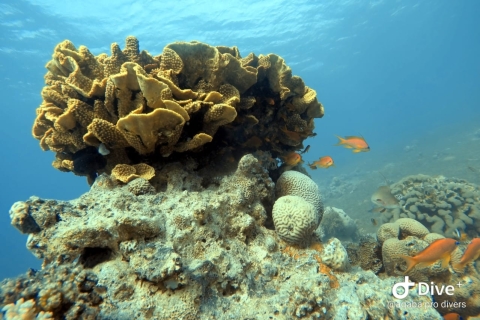 Practica submarinismo en el Mar Rojo de Aqaba