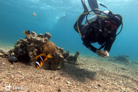 Pivotez la plongée sous-marine dans la mer Rouge d'Aqaba