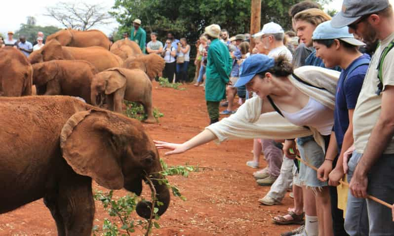 how to visit sheldrick elephant orphanage