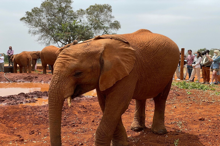 Visit to David Sheldrick Elephant Orphanage