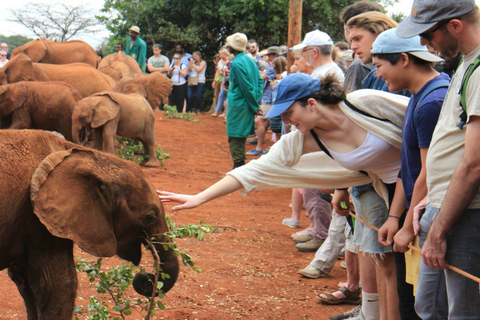 Visit to David Sheldrick Elephant Orphanage