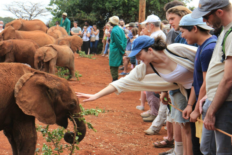 Visit to David Sheldrick Elephant Orphanage