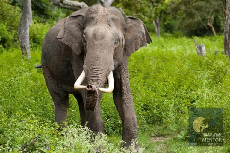 Desde Katmandú: Excursión de 3 días al Parque Nacional de Chitwan