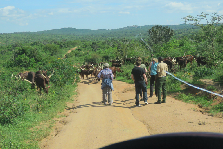 Travel volunteering is a worse while experience.