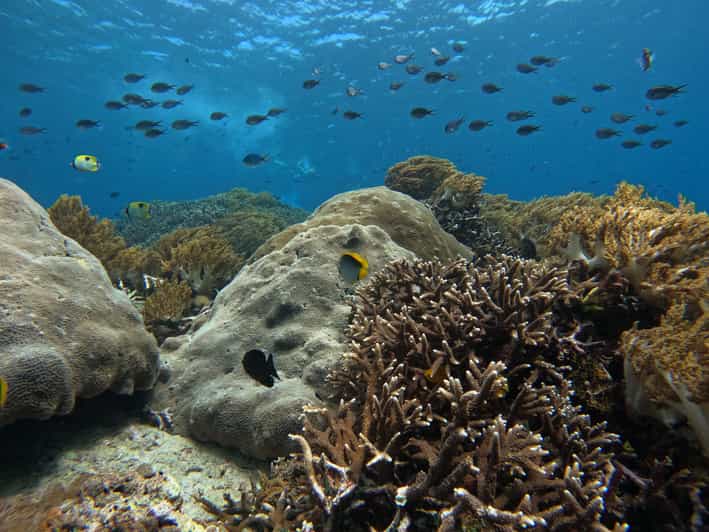 From Bali 2Day Nusa Penida EastWest and Nusa Lembongan GetYourGuide