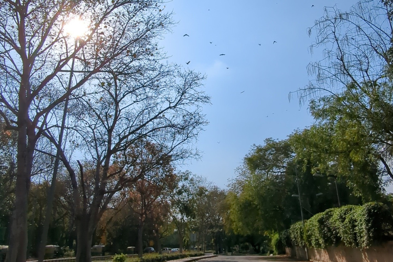 Delhi: Yoga i Lodhi Garden