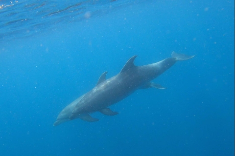 Tenerife : Kayak et plongée en apnée dans la zone des dauphins et des tortuesVisite guidée