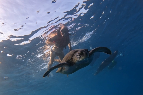 Teneryfa: Kajak i nurkowanie w okolicy delfinów i żółwiWycieczka z przewodnikiem
