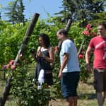 Tour di degustazione di vini con olio d'oliva e salumi