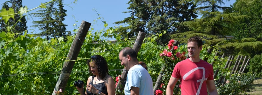 Dégustation de vin avec huile d'olive et salami