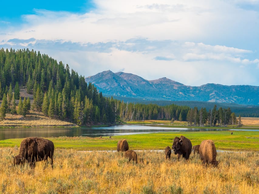 Yellowstone National Park: Self-Guided GPS Audio Tour | GetYourGuide