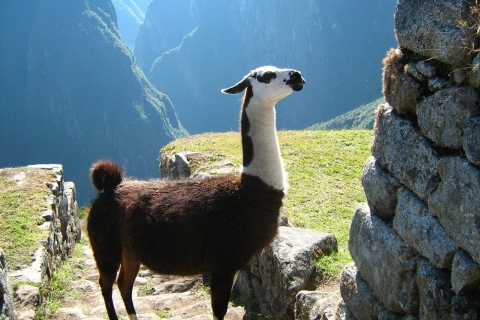 Zwiedzanie Machu Picchu + Montaña Huayna Picchu