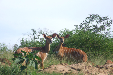 4 días de pernoctación en la Ruta Panorámica y Safari