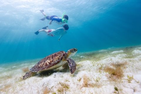 Oahu : Plongée et baignade dans le canyon des tortues de WaikikiGYG Waikiki Turtle Canyon - plongée en apnée et baignade