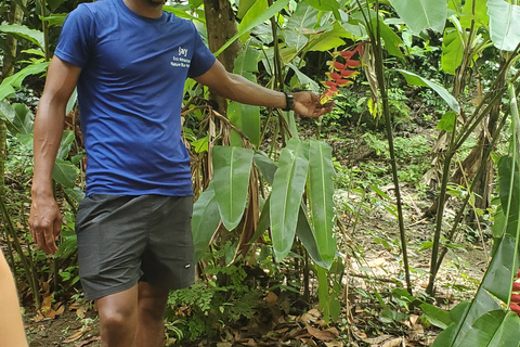 From Montego Bay: Blue Hole Waterfall Experience Standard option