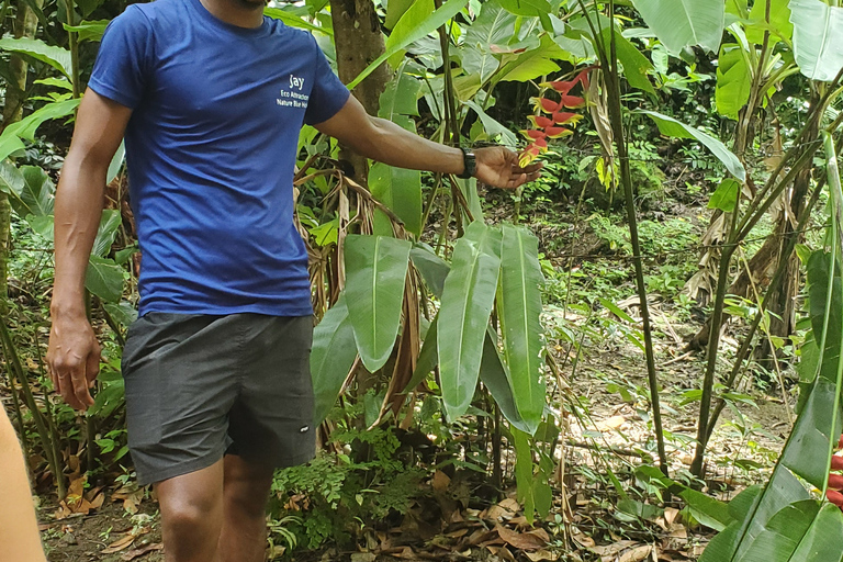 Från Montego Bay: Upplevelse av vattenfallet Blue HoleStandardalternativ