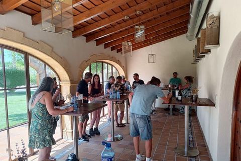 From Alicante ,Benidorm: Winery Tour and Wine Tasting