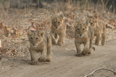 From Rajkot: Gir Somnath Weekend Tour for 1 Night 2 Days For Foreigners