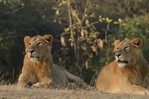 From Rajkot: Gir Somnath Weekend Tour