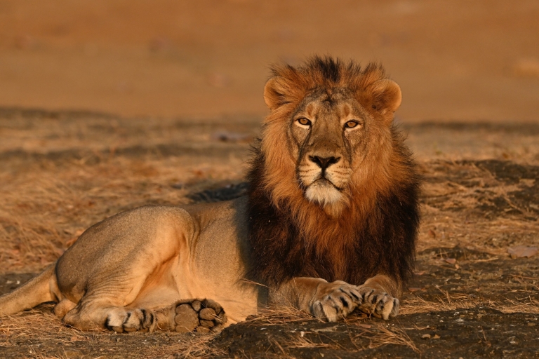 From Rajkot: Gir Somnath Weekend Tour for 1 Night 2 Days For Foreigners