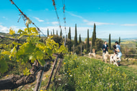 Val d'Orcia, Wine and Food Tasting at a Podere - Housity