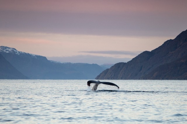 Visit From Alta Fjord & Whale adventure in Alta