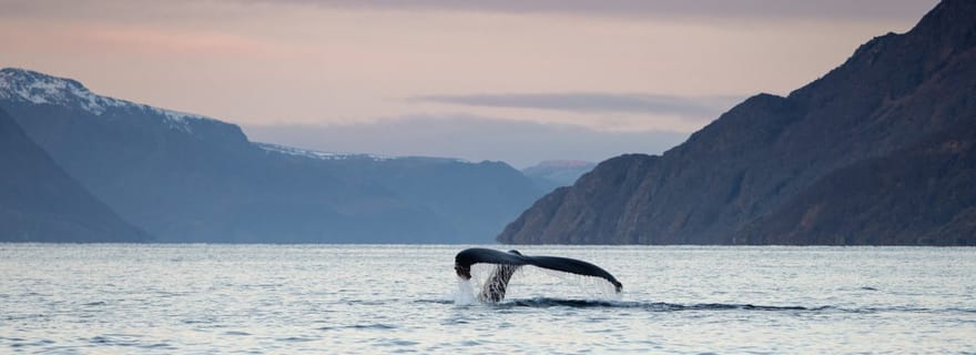 Depuis Alta : Observation des baleines en petit groupe à bord d'un semi-rigide