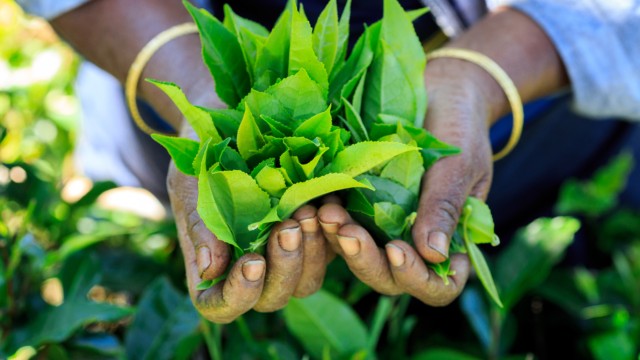 Visit Tea Trail of Nuwara Eliya in Kandy, Sri Lanka
