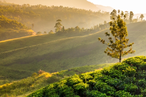 Tea Trail of Nuwara Eliya