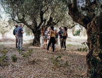 Sweet Oil Mystery Route - Housity