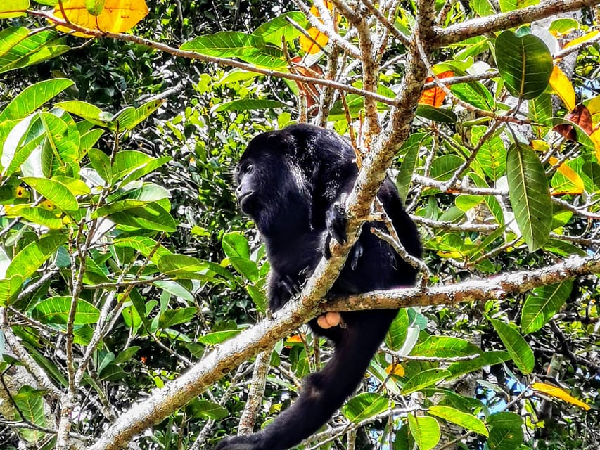 Dzibanche en Kohunlich Ruins uit Bacalar en Chetumal - Hizvo