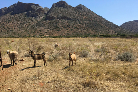 Chania White Mountains Tour: Vom Meer zum Gipfel