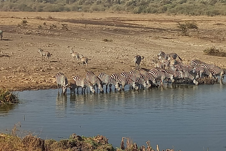 Nairobi Park Game Drive z przewodnikiem z bezpłatnym odbiorem z hotelu