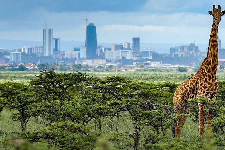 Nairobi Park Game Drive z przewodnikiem z bezpłatnym odbiorem z hotelu