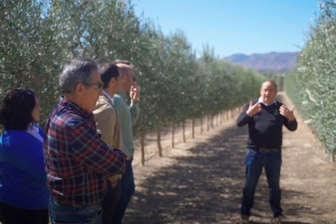 OleoAlmanzora: Guided tour olive groves and EVOO facilities OleoAlmanzora guided tour to groves and facilities ESP/ENG