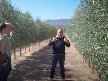 OleoAlmanzora: Geführte Tour durch Olivenhaine und EVOO-Anlagen