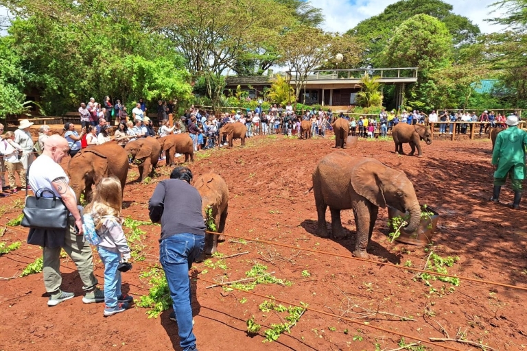 Orphelinat des éléphants, centre des girafes et visite du musée Karen Blixen
