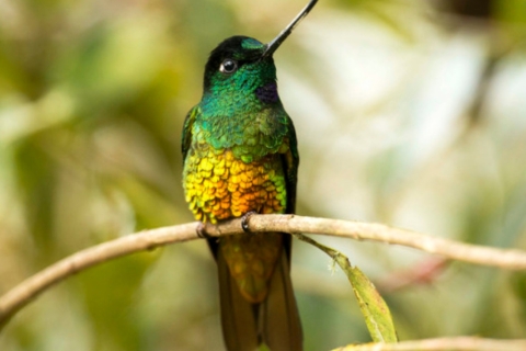 Journée d'observation des oiseaux dans le parc naturel de Chicaque