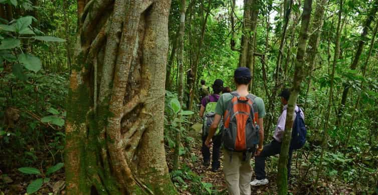 Birdwatching Day Tour At Chicaque Natural Park 