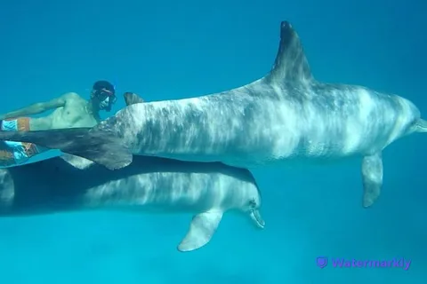 Excursion de plongée avec masque et tuba dans la maison des dauphins
