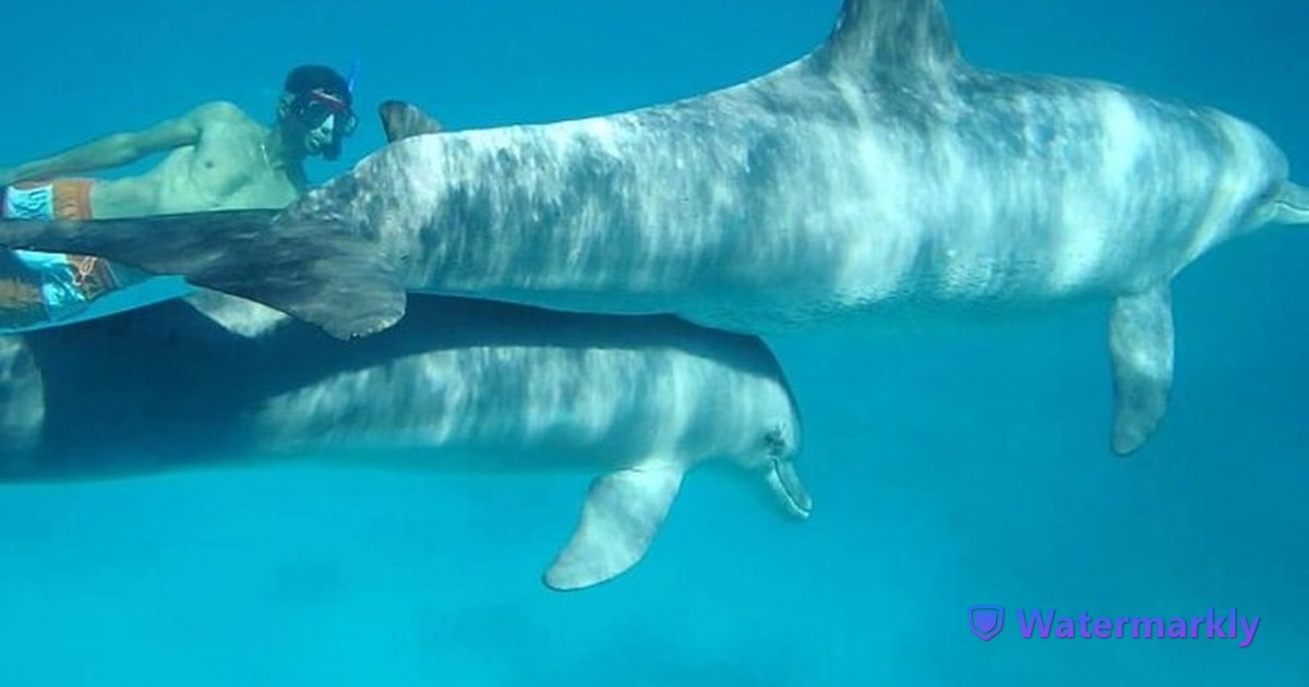 Dolfijnenhuis Snorkeltrip GetYourGuide dolfijnenhuis-snorkeltrip-getyourguide