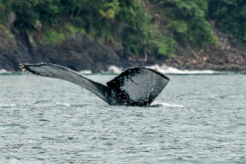Observation des baleines sur la côte pacifique (15 juillet - 15 octobre)