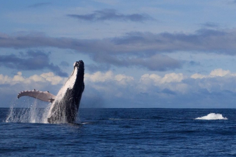 Walvissen spotten aan de Pacifische kust (15 juli - 15 oktober)