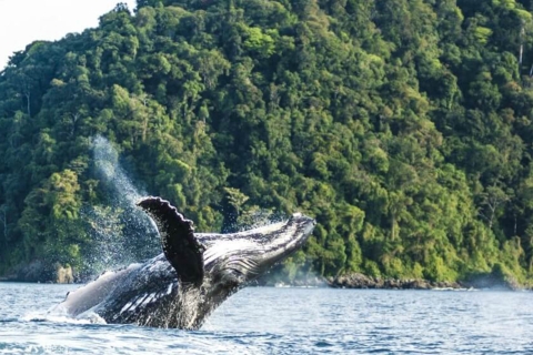 Whale Watching an der Pazifikküste (Jul 15-Okt 15)