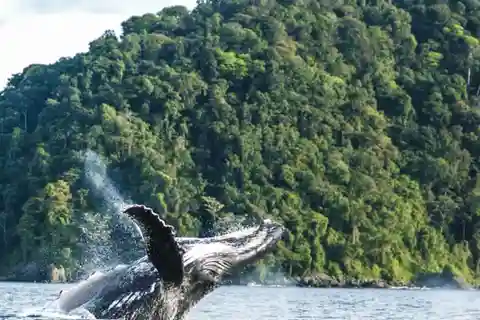 Buenaventura: excursão de observação de baleias na costa do Pacífico
