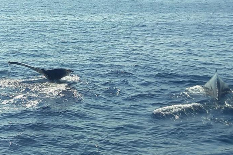 Avistamiento de Ballenas en la Costa del Pacífico (Jul 15-Oct 15)